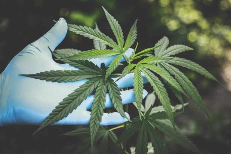 Quels sont les bienfaits de l’huile de CBD ? Nos CONSEILS et ASTUCES
