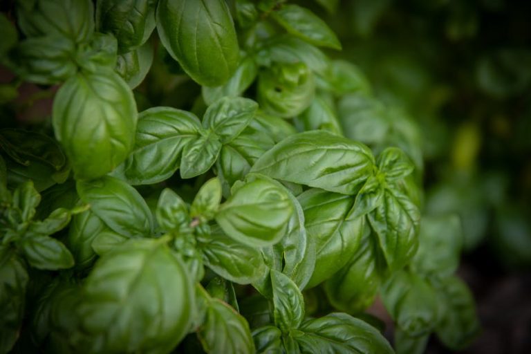 Huile essentielle de basilic pour maigrir : le secret d’un ventre plat dévoilé